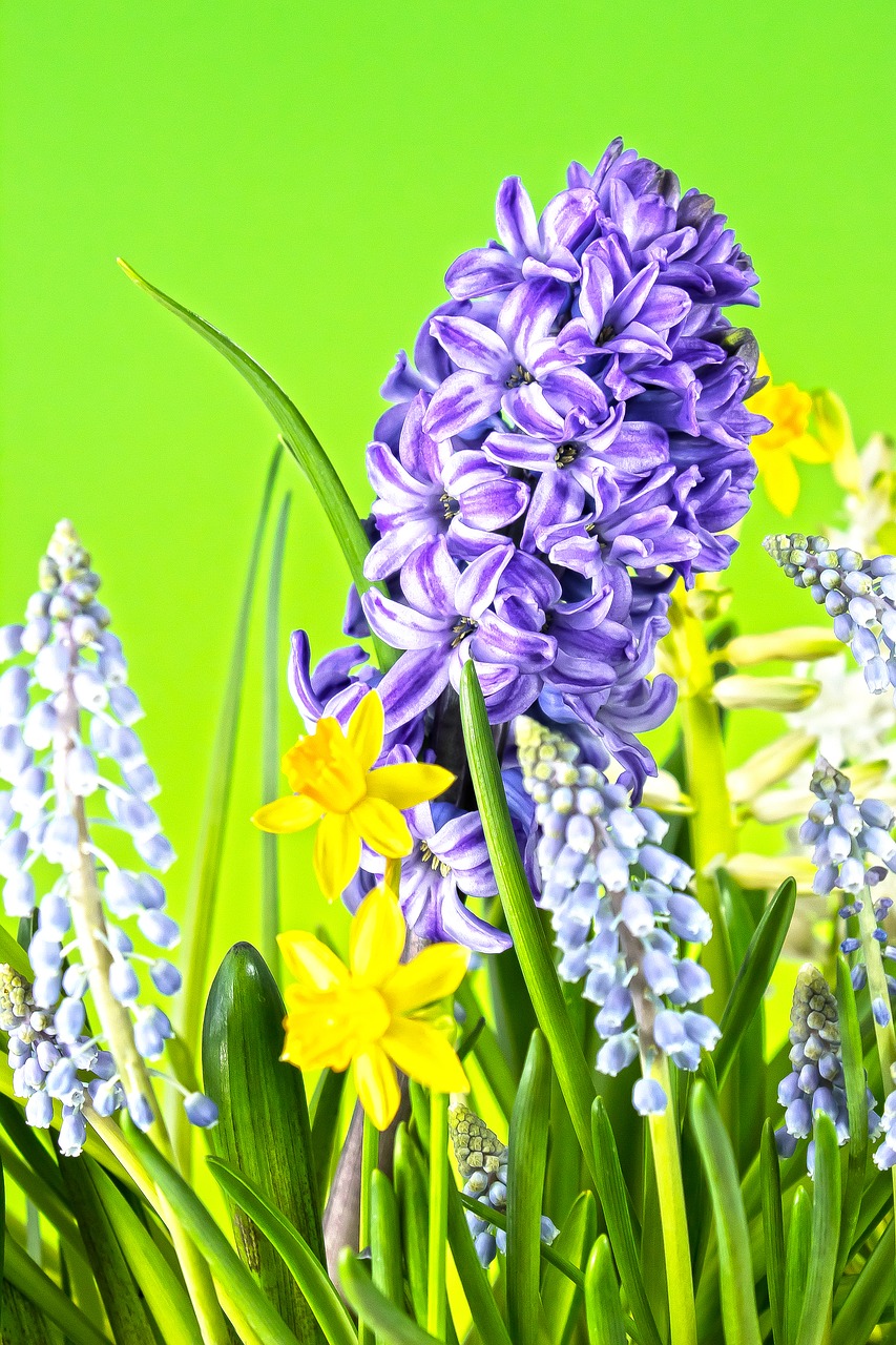 hyacinth  muscari  spring free photo