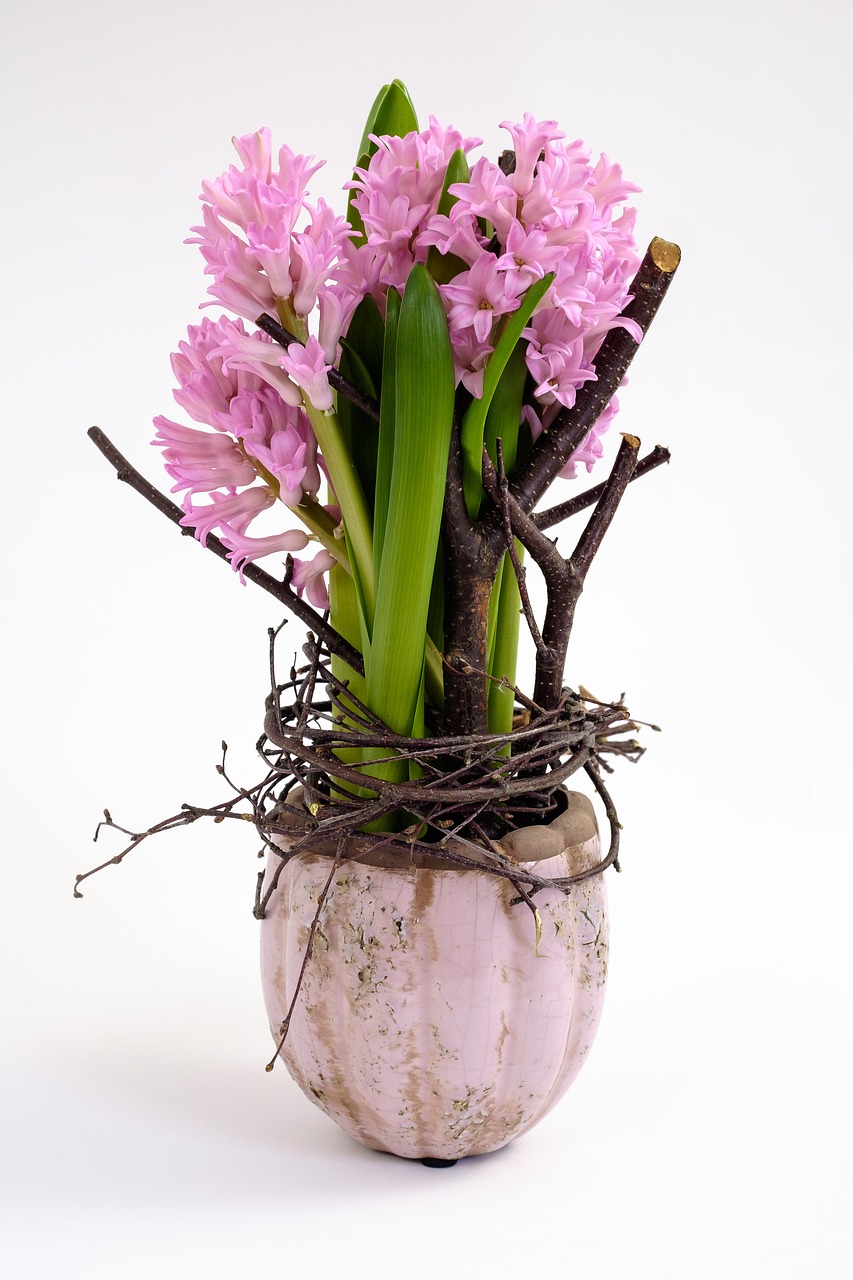 hyacinth  pink  plant free photo