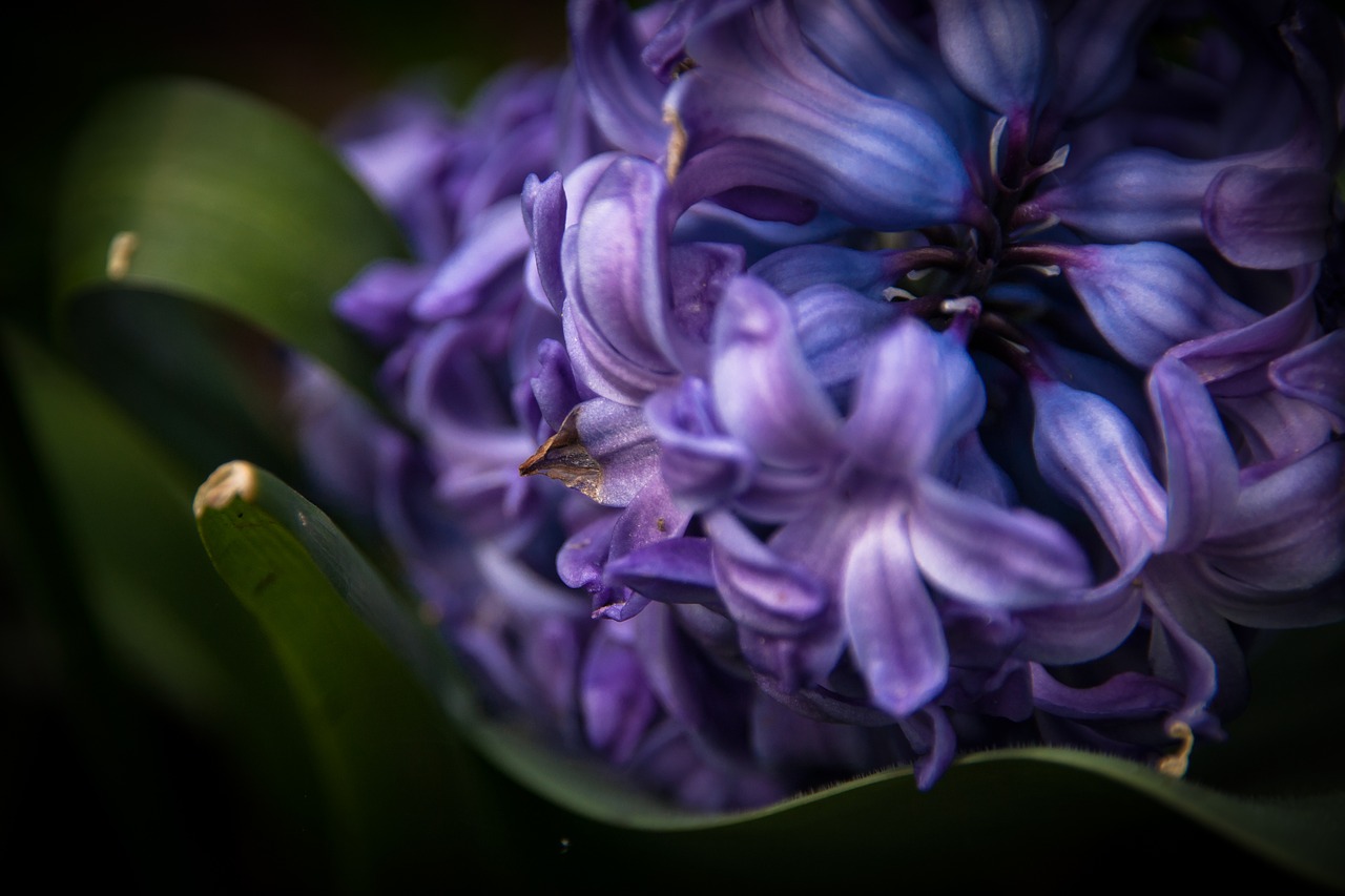 hyacinth  flower  spring free photo