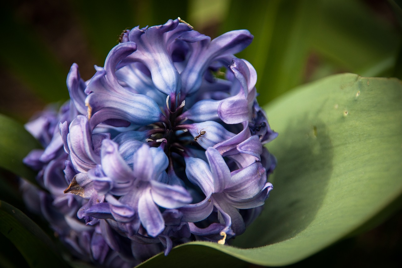 hyacinth  flower  spring free photo