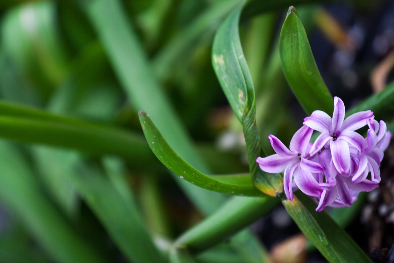 hyacinth  plant  flower free photo