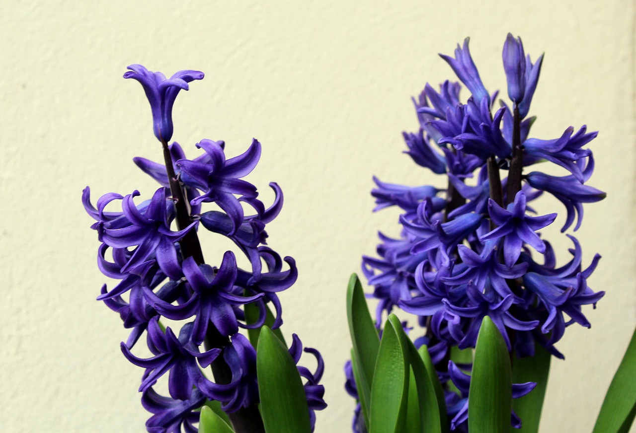 hyacinth  hyacinths  spring flowers free photo