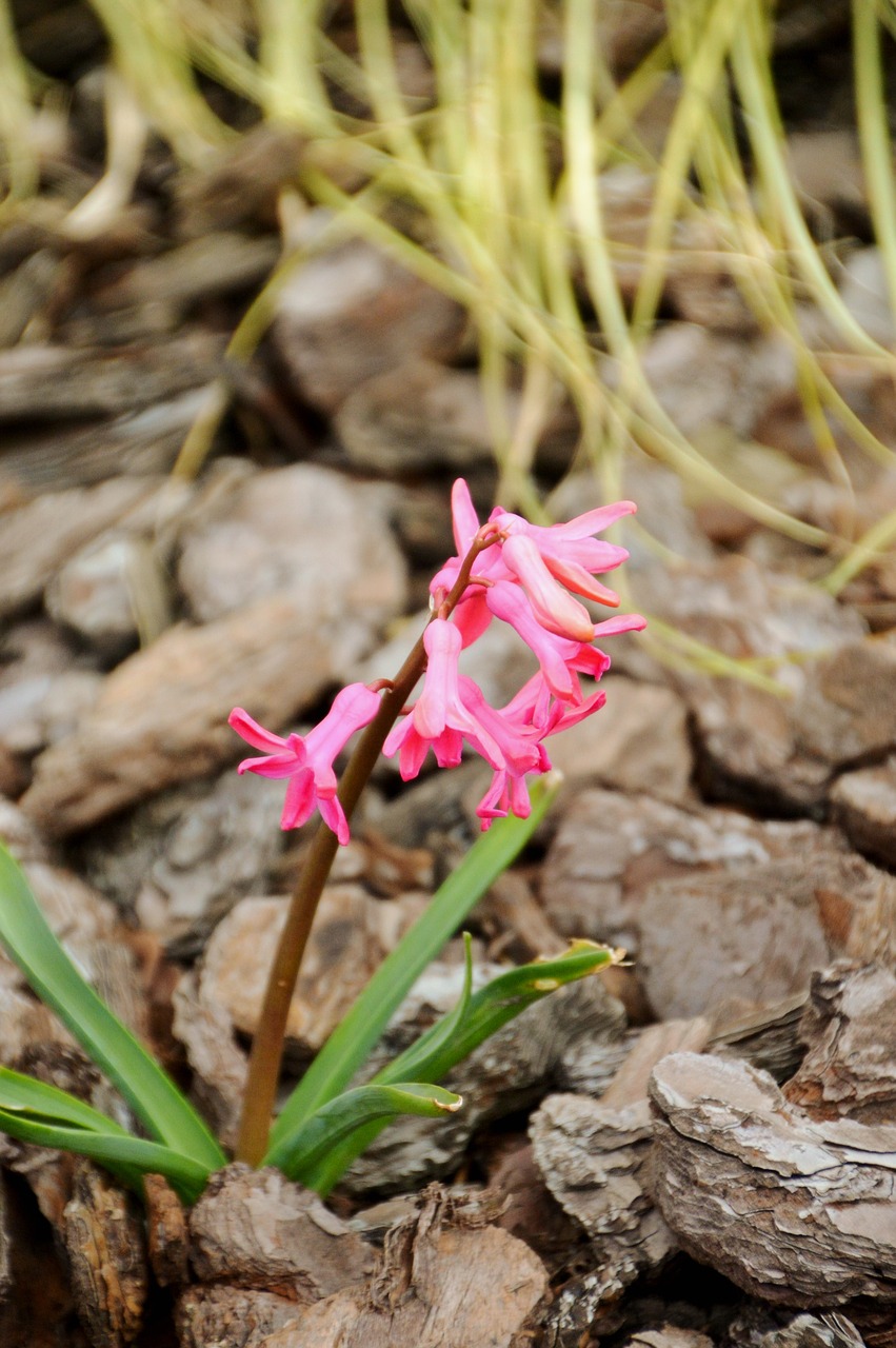 hyacinth  flower  spring free photo