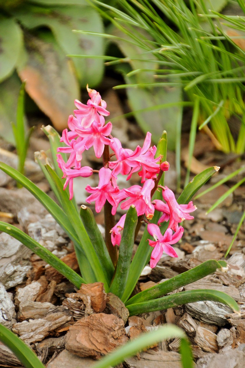 hyacinth  flower  spring free photo