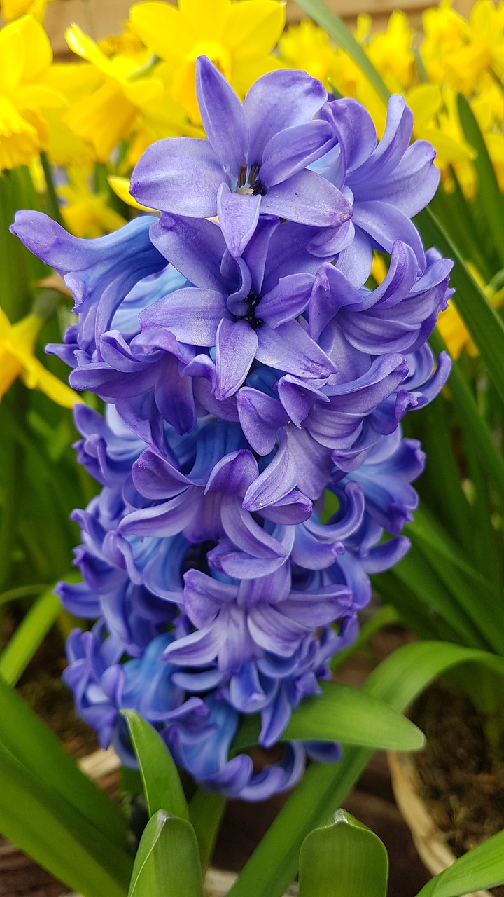 hyacinth  flower  spring free photo
