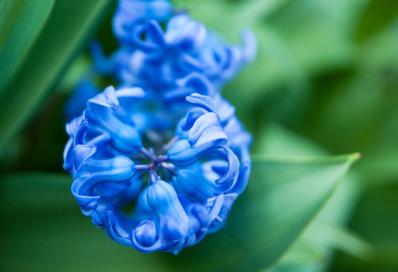 hyacinth  blue  close up free photo