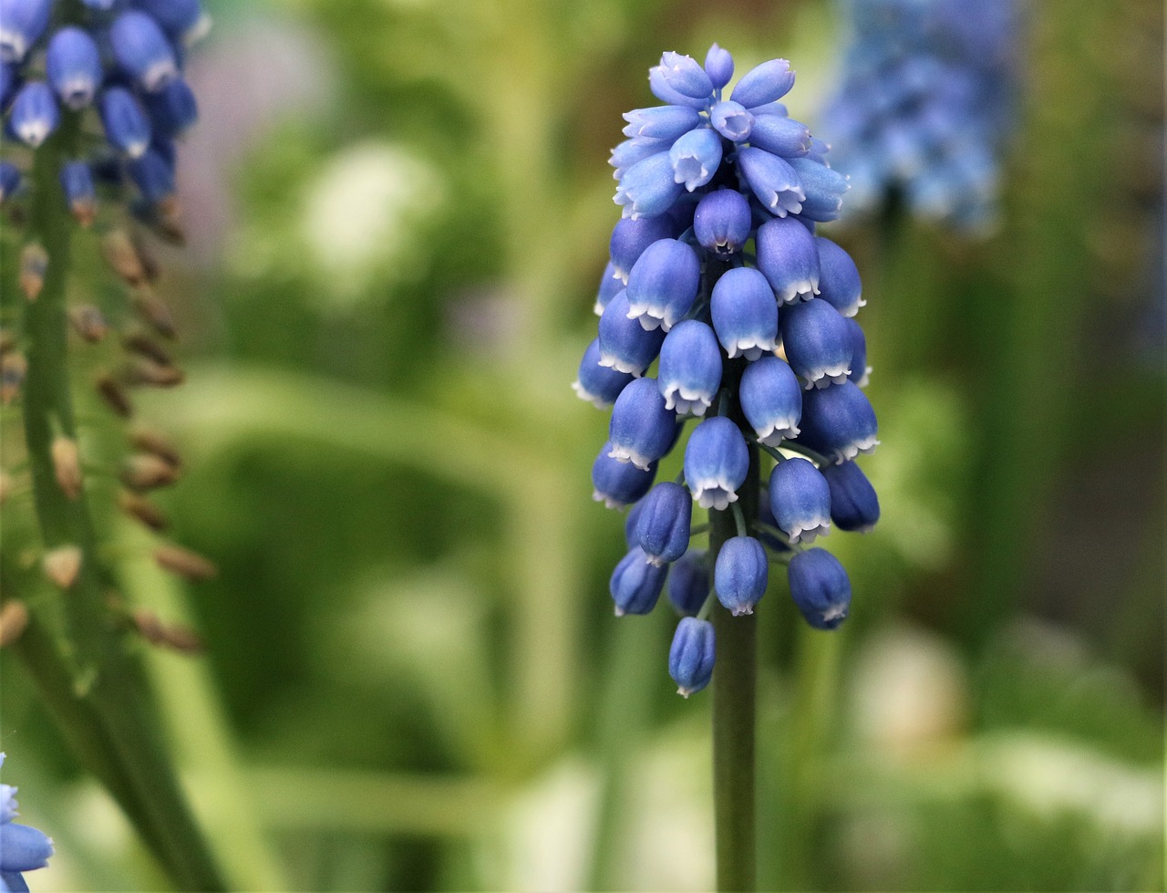 hyacinth  purple  flowers free photo