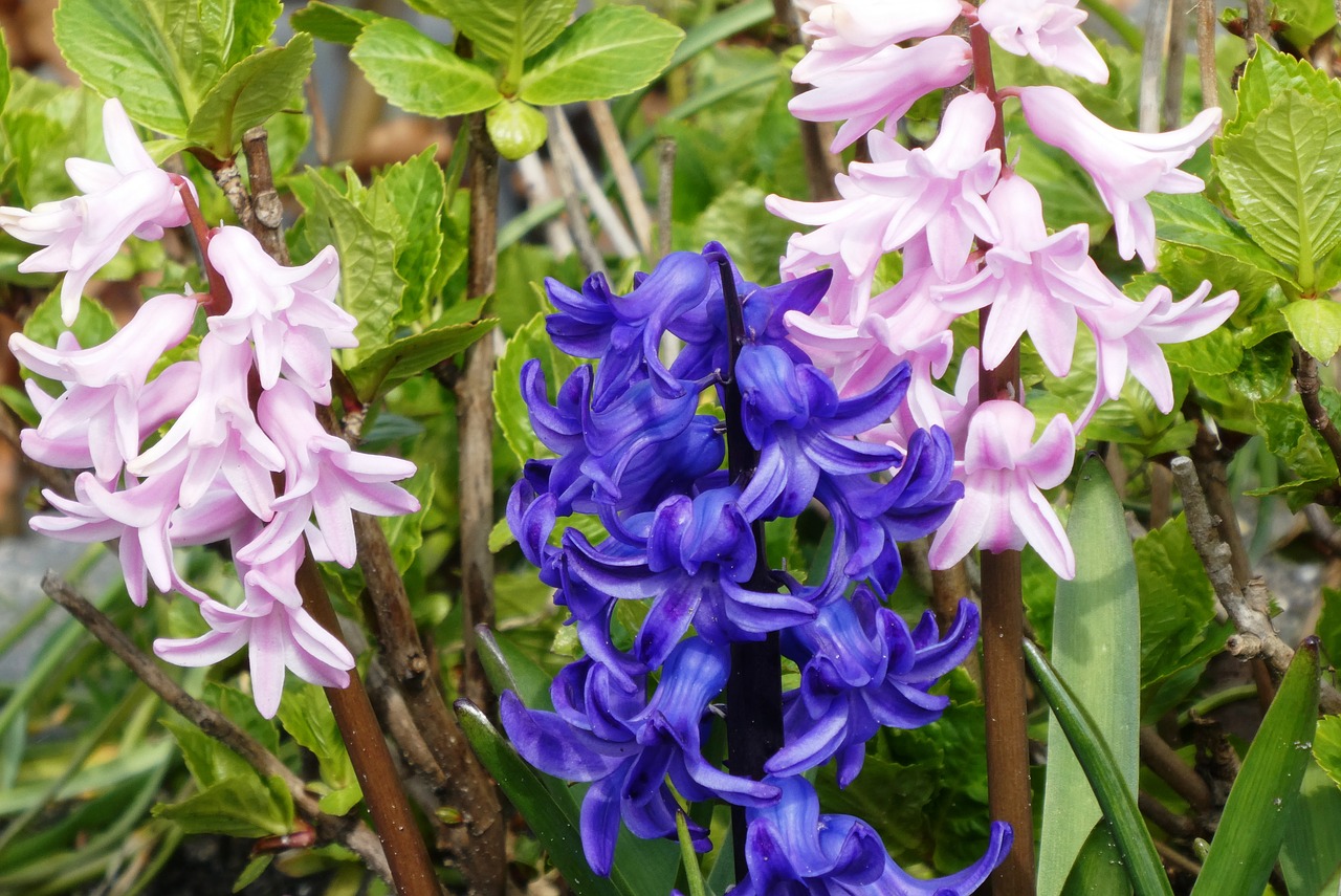 hyacinth  voorjaarsbloem  bloom free photo