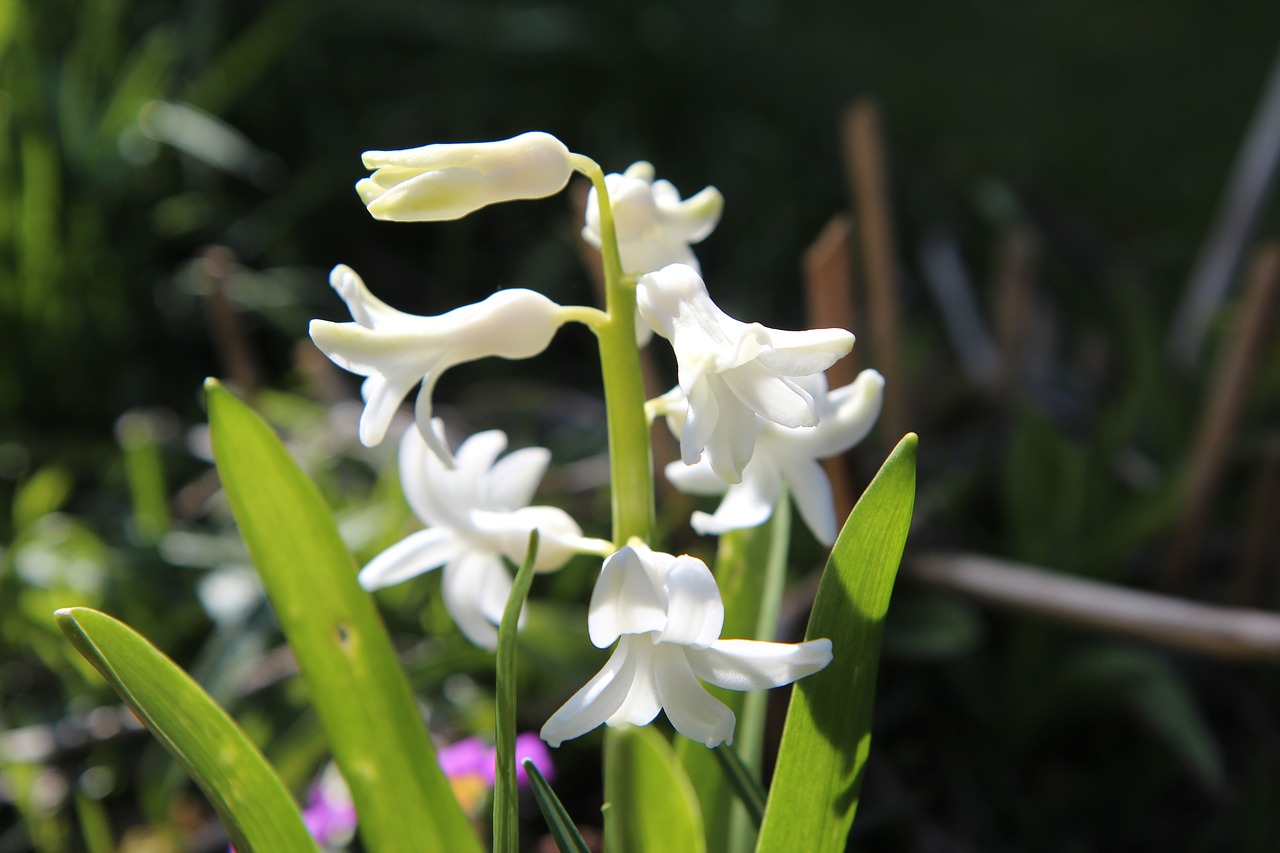 hyacinth  hyacinth white  wild hyacinth free photo