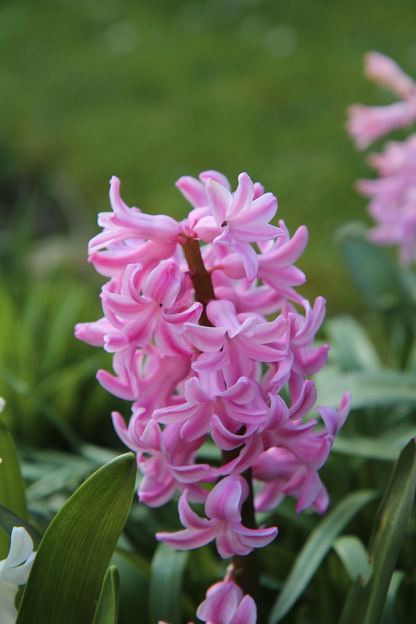 hyacinth  hyacinth pink  spring free photo
