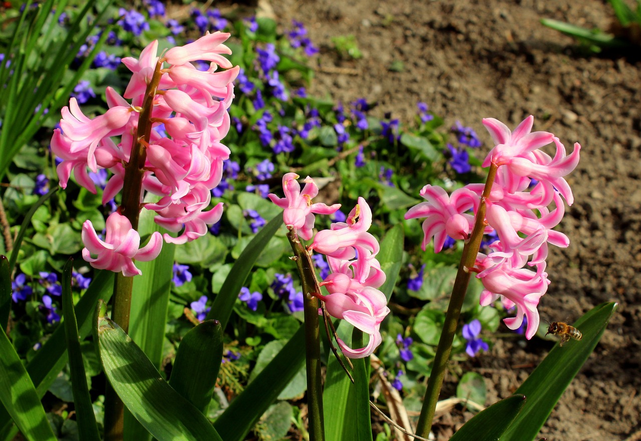 hyacinth  flower  spring garden free photo