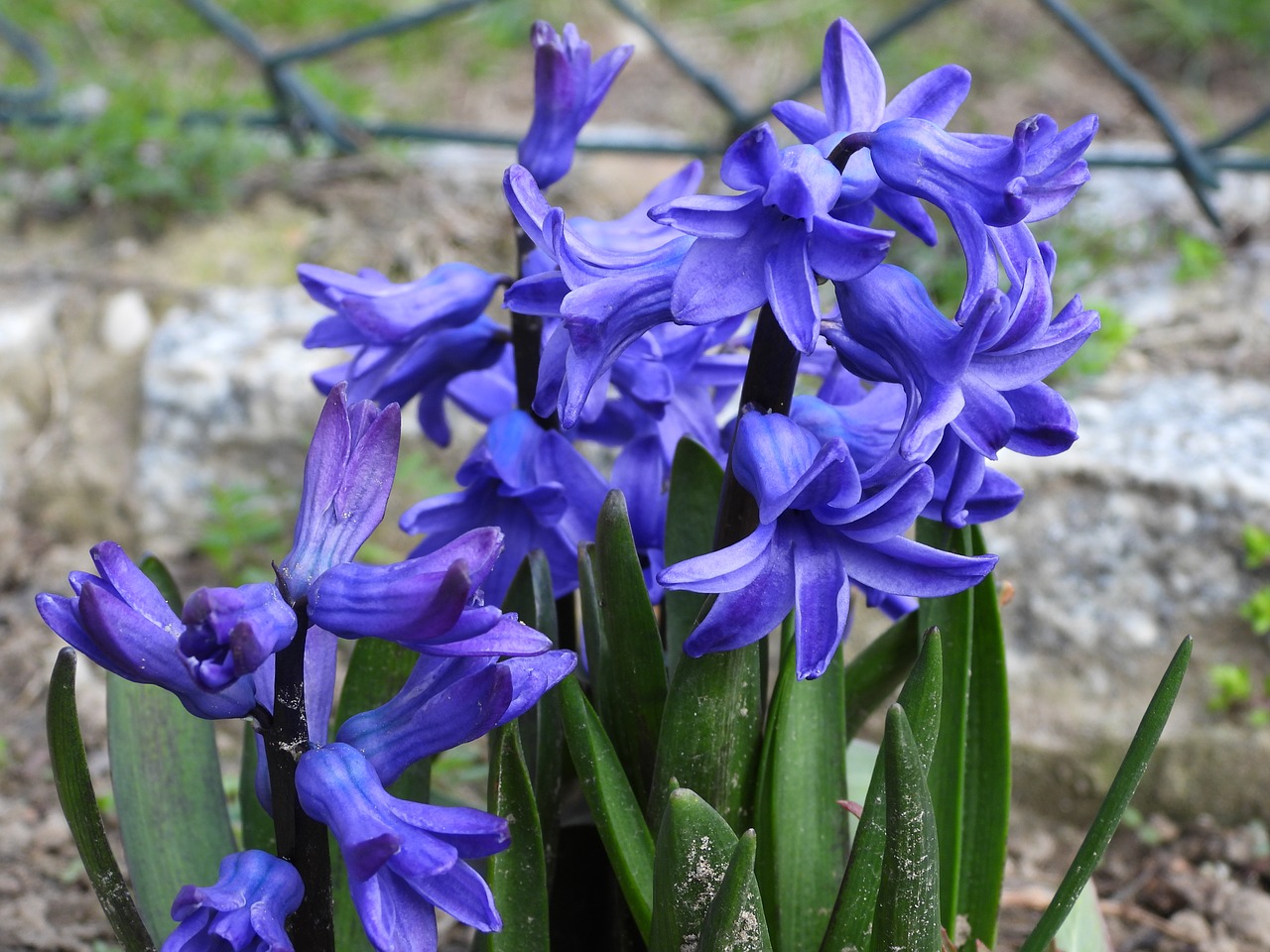 hyacinth  blue  flower free photo