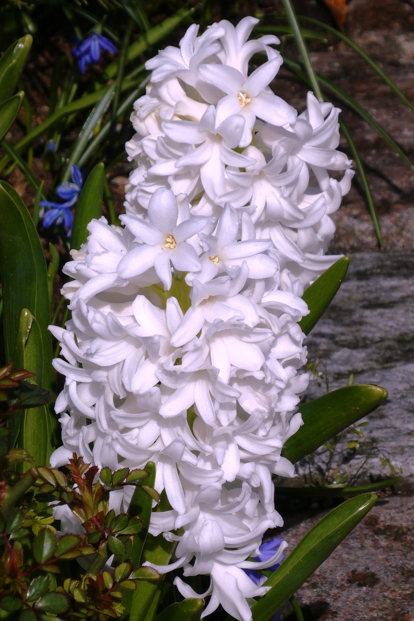 hyacinth  flower  white free photo