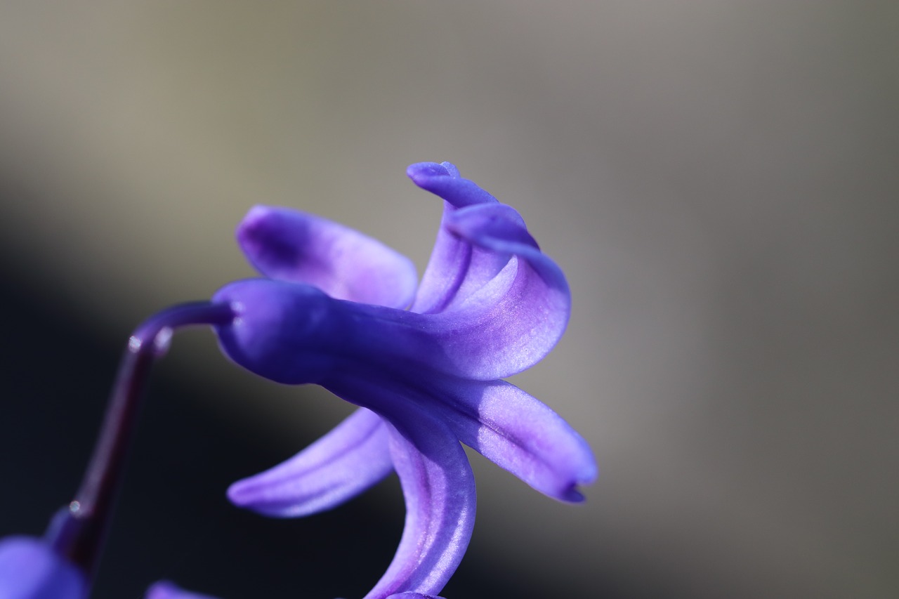 hyacinth  spring  blue free photo