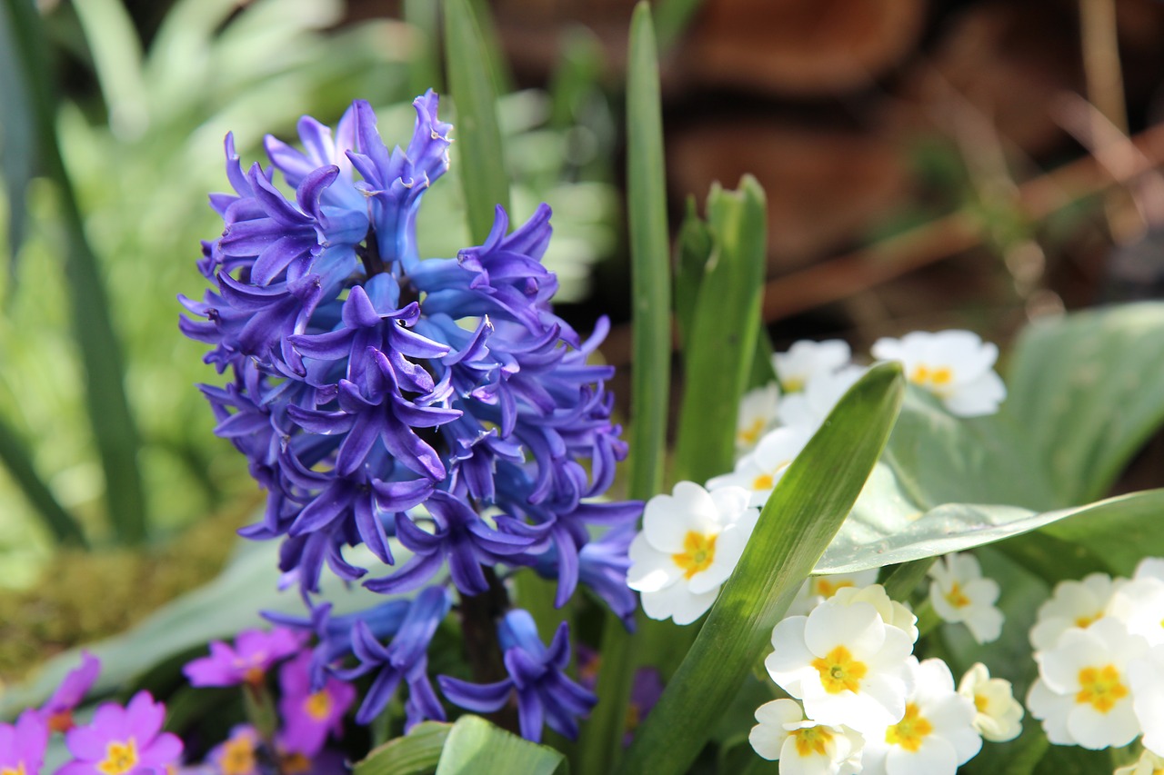 hyacinth  hyacinth blue  fragrant free photo