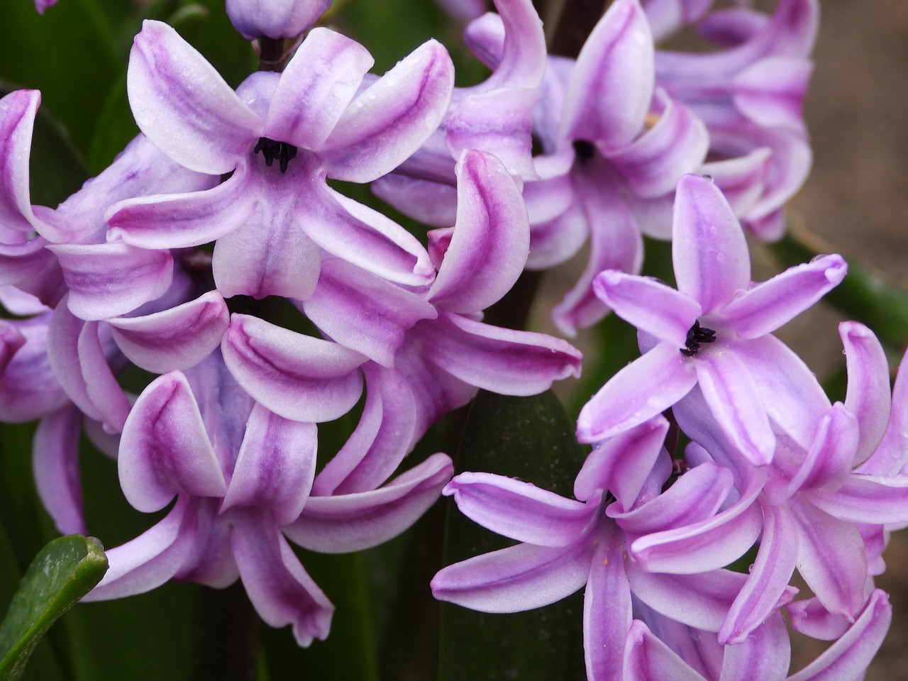hyacinth  flower  onion free photo