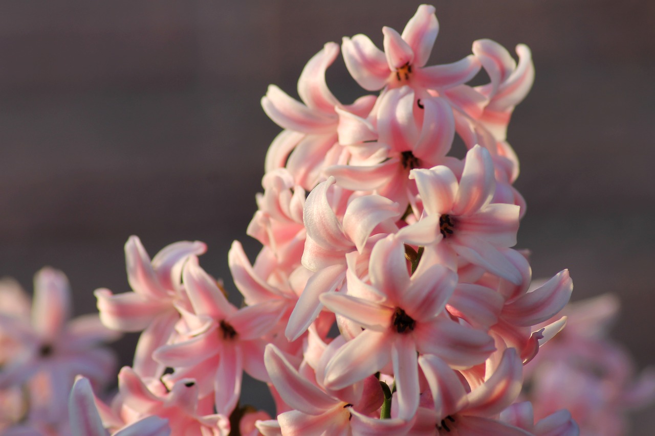 hyacinth  harbinger of spring  spring free photo