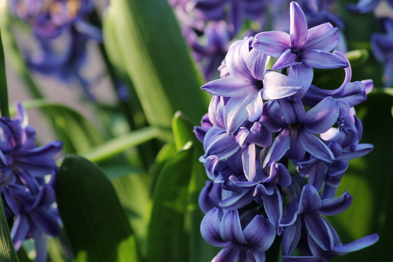 hyacinth  blue  purple free photo