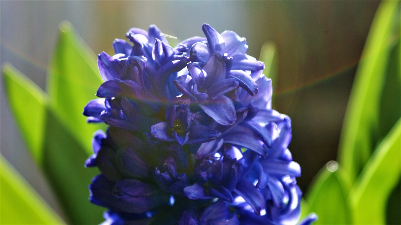 hyacinth  bloom  grow free photo