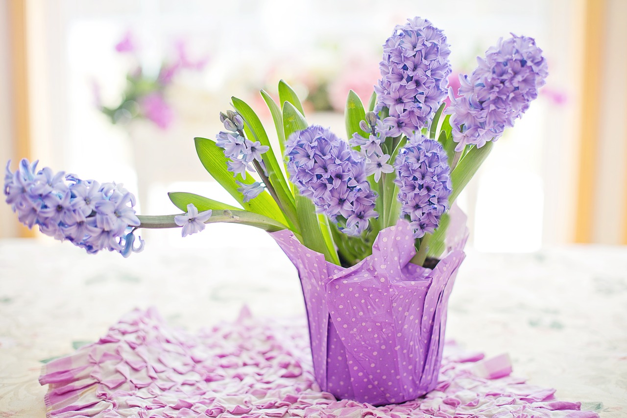 hyacinth  purple  pastel free photo