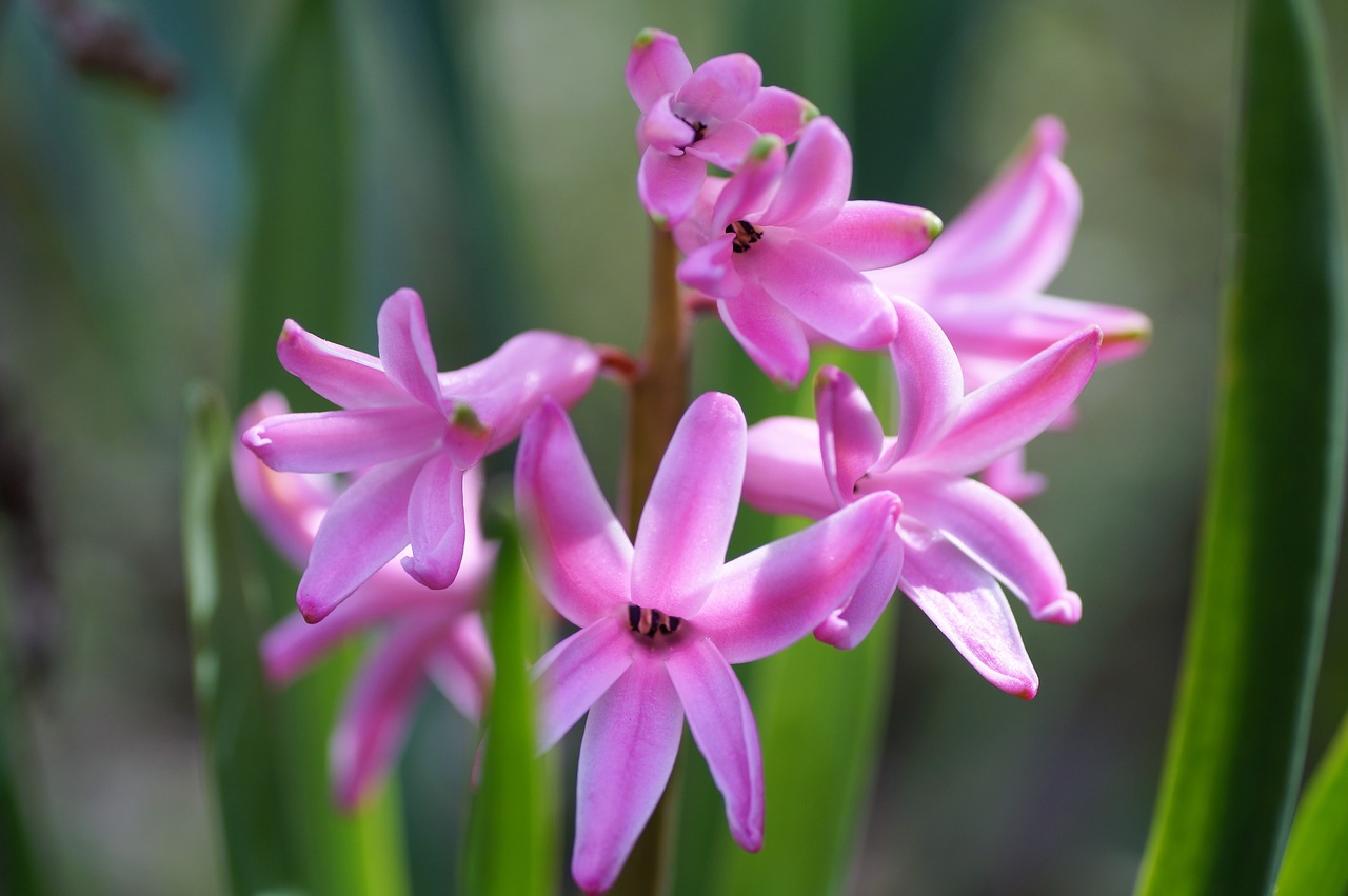 hyacinth  spring  flower free photo