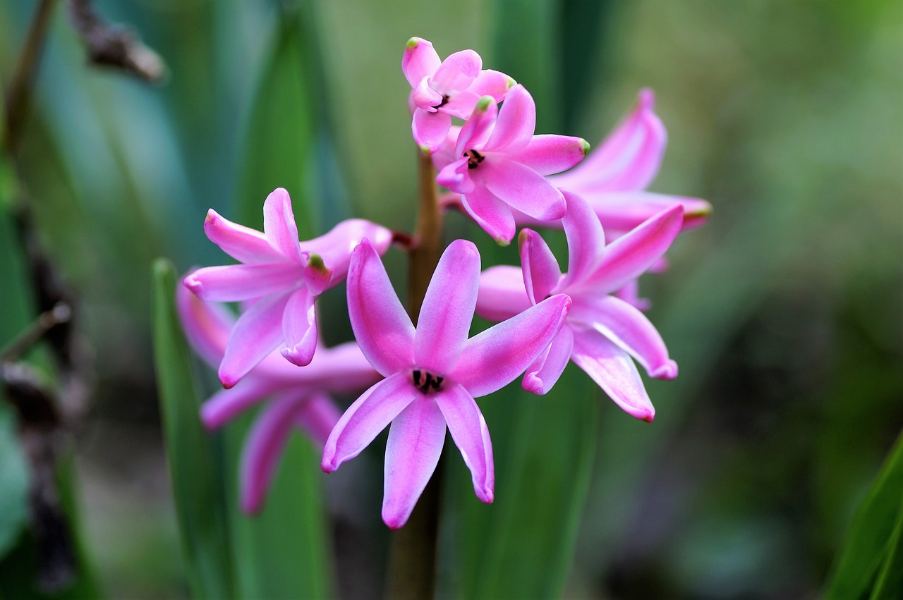 hyacinth  spring  flower free photo