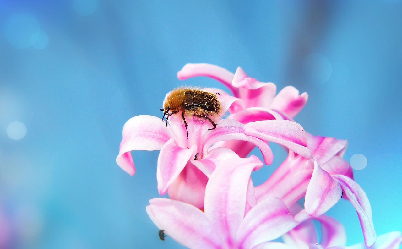 hyacinth  flower  pink free photo