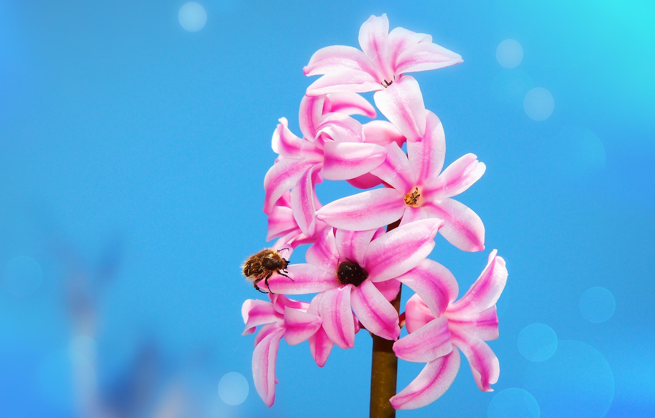 hyacinth  plant  garden free photo