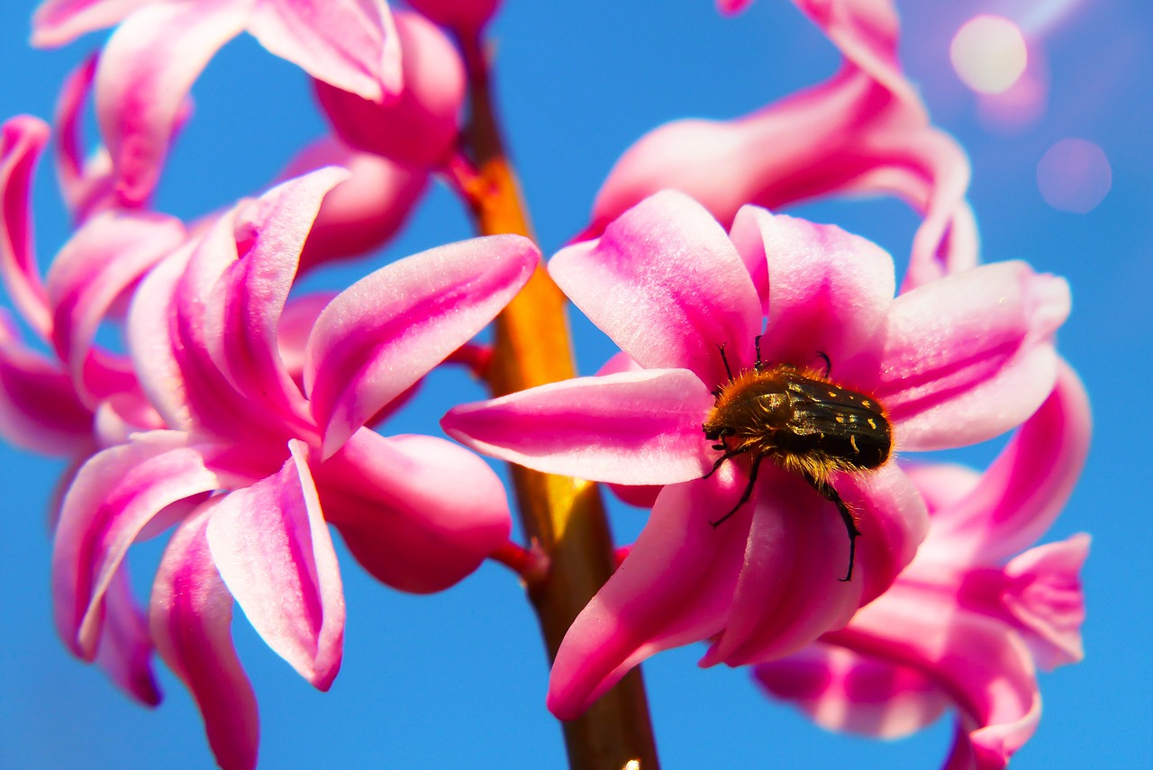 hyacinth  plant  flower free photo