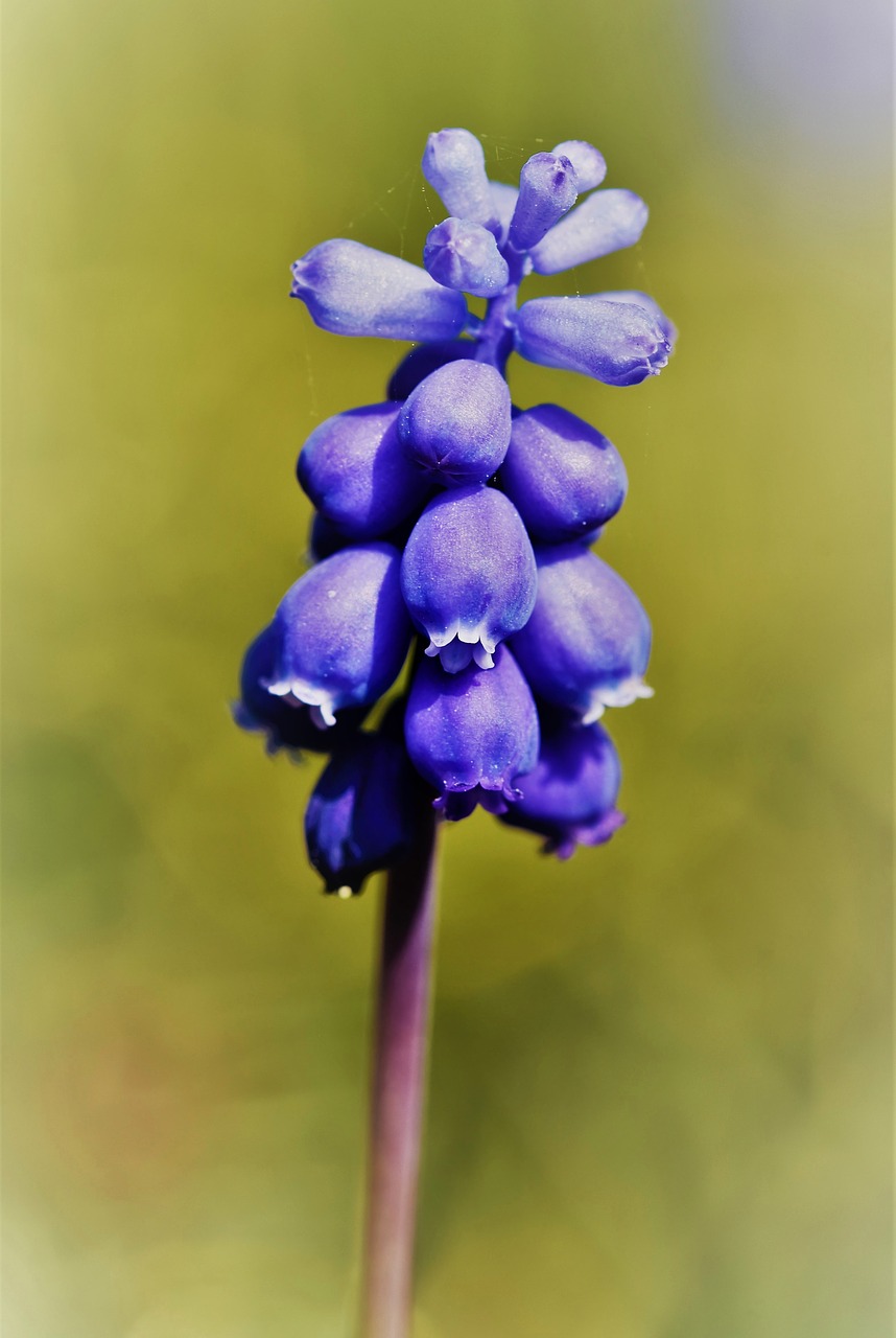 hyacinth  muscari  blue free photo