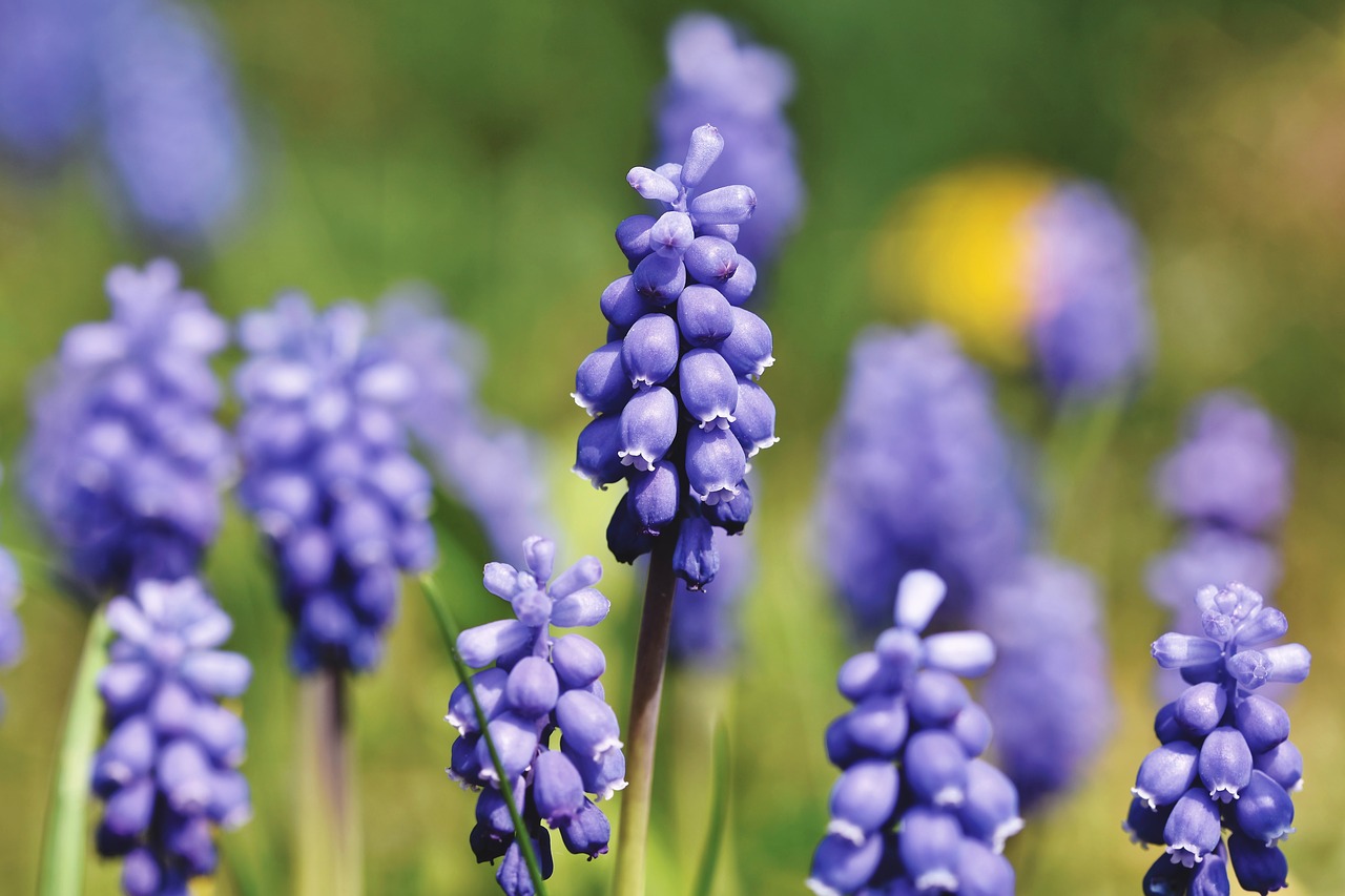 hyacinth  muscari  blue free photo