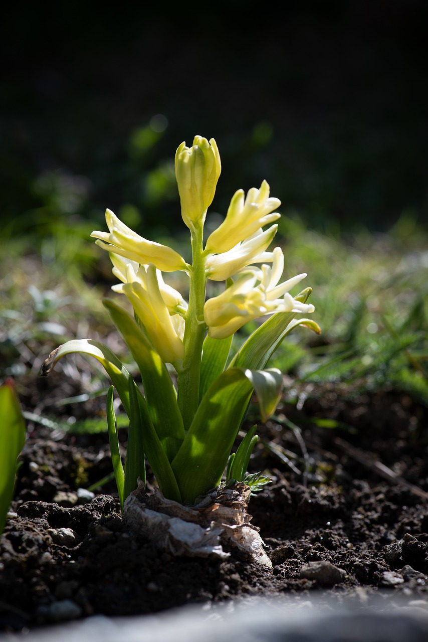 hyacinth  garden  spring free photo