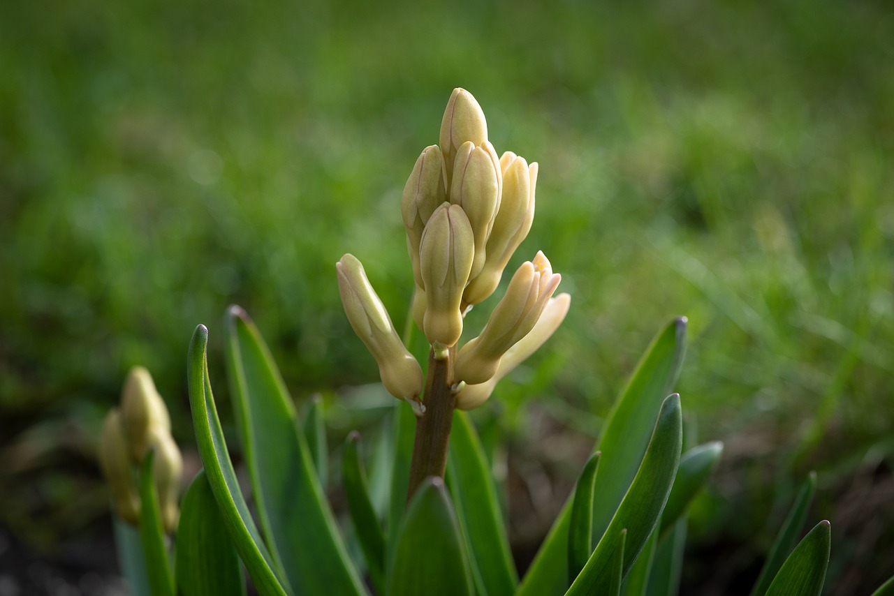 hyacinth  flower  spring free photo