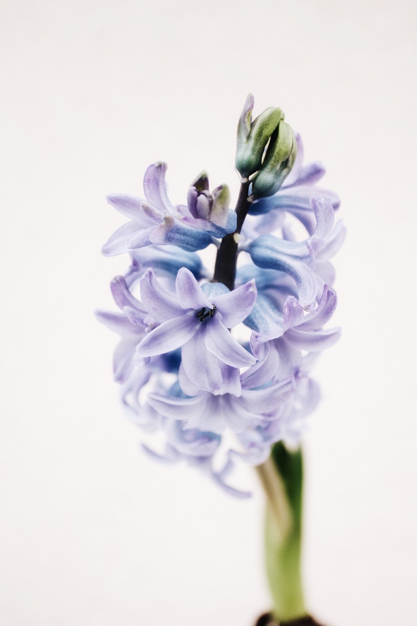 hyacinth  purple  spring free photo