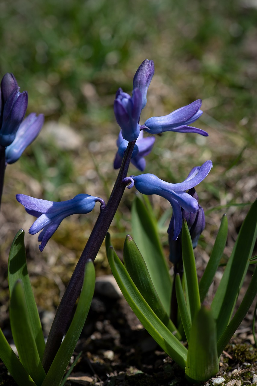 hyacinth  blue  flower free photo