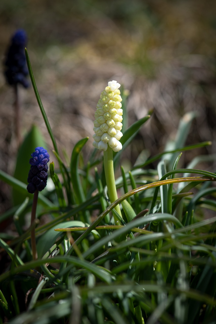 hyacinth  small  muscari free photo