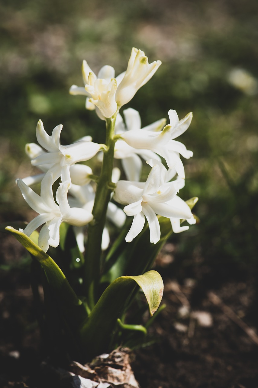 hyacinth  white  garden free photo