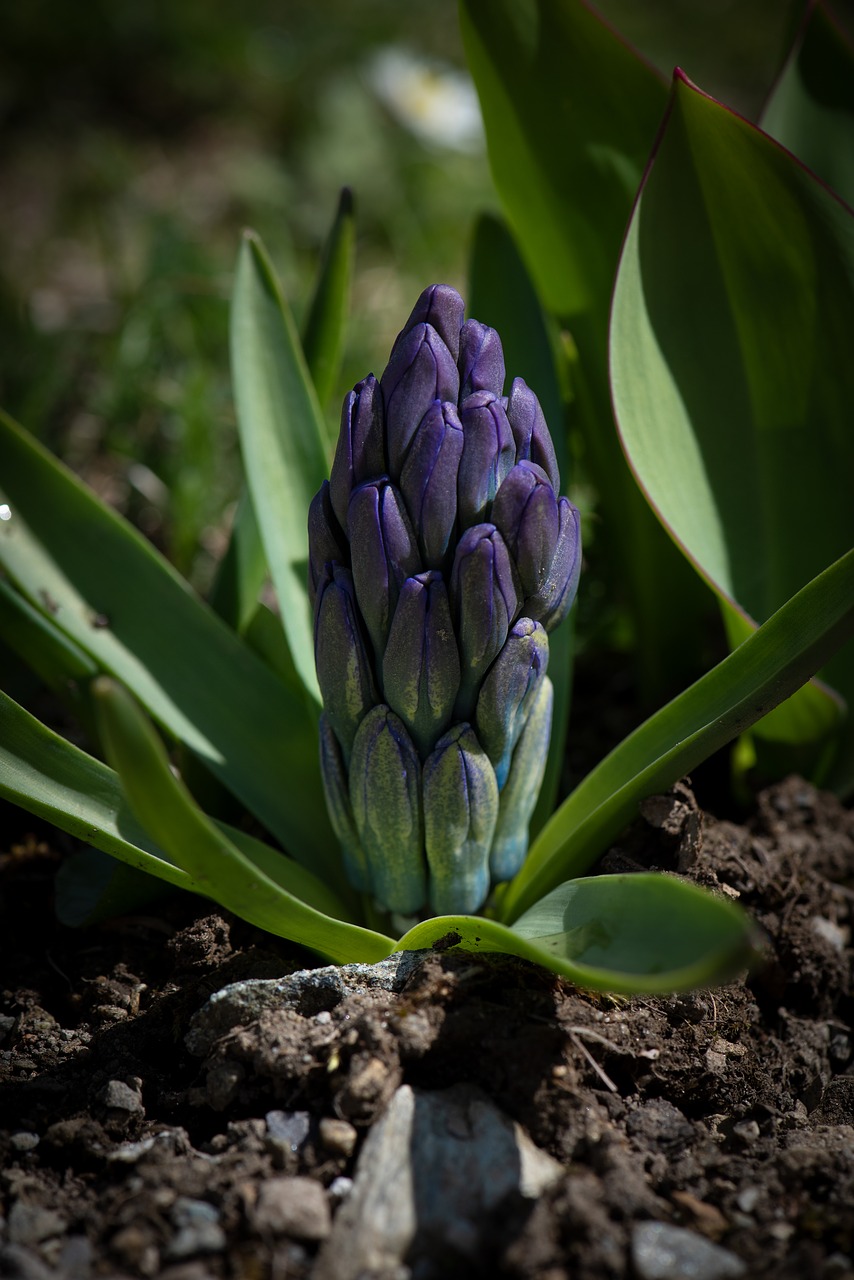 hyacinth  flower  blue free photo