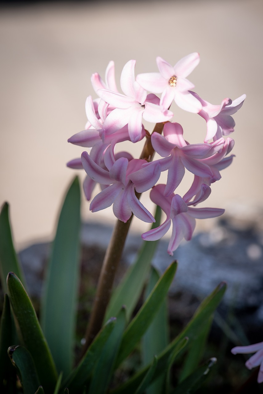 hyacinth  flower  blossom free photo