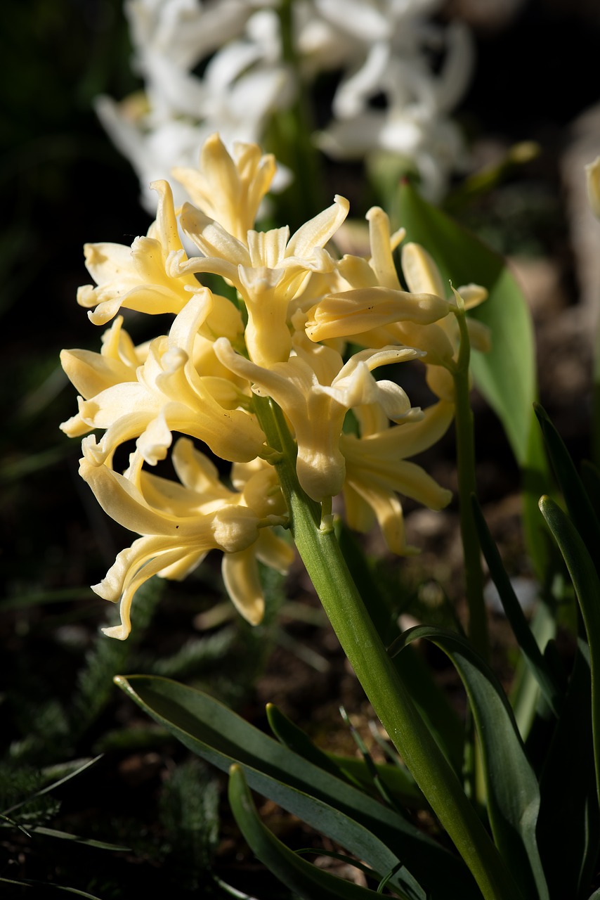 hyacinth  yellow  flower free photo