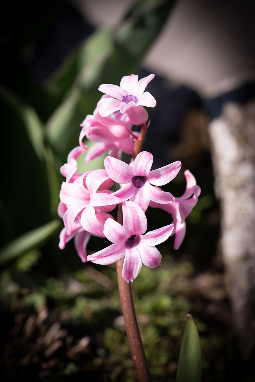 hyacinth  pink  flower free photo
