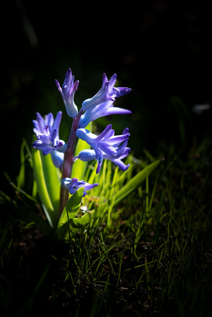 hyacinth  flower  blue free photo