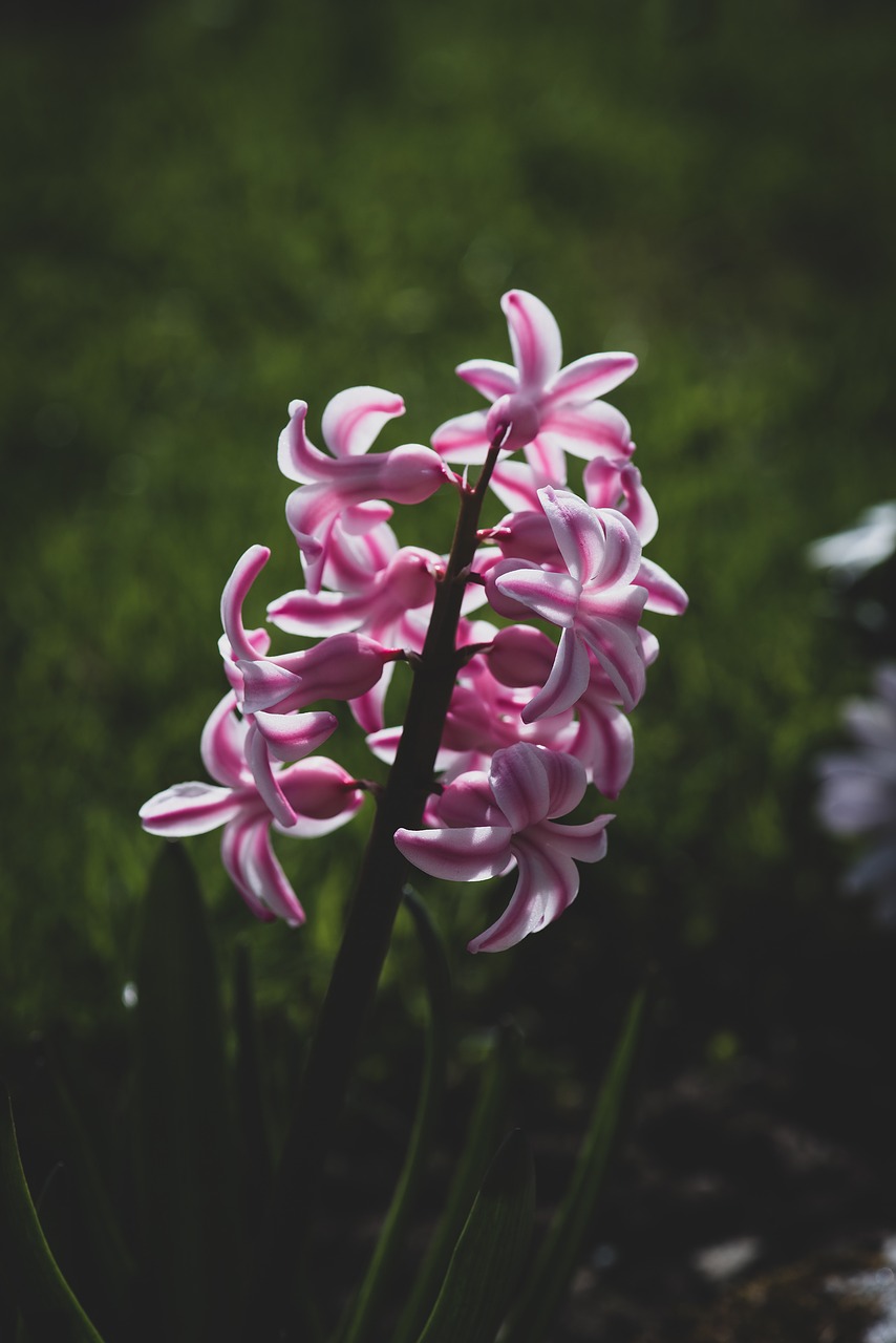 hyacinth  flower  blossom free photo