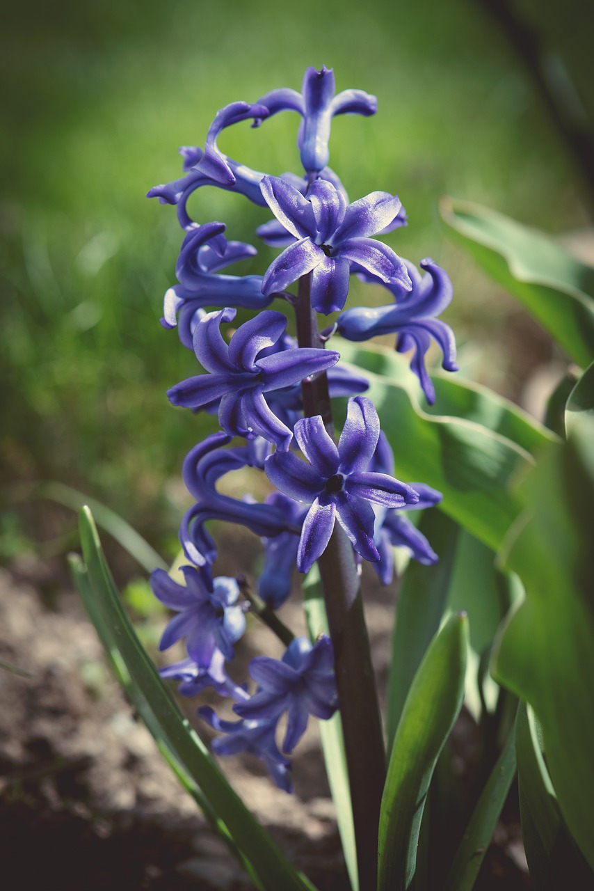 hyacinth  blue  flower free photo