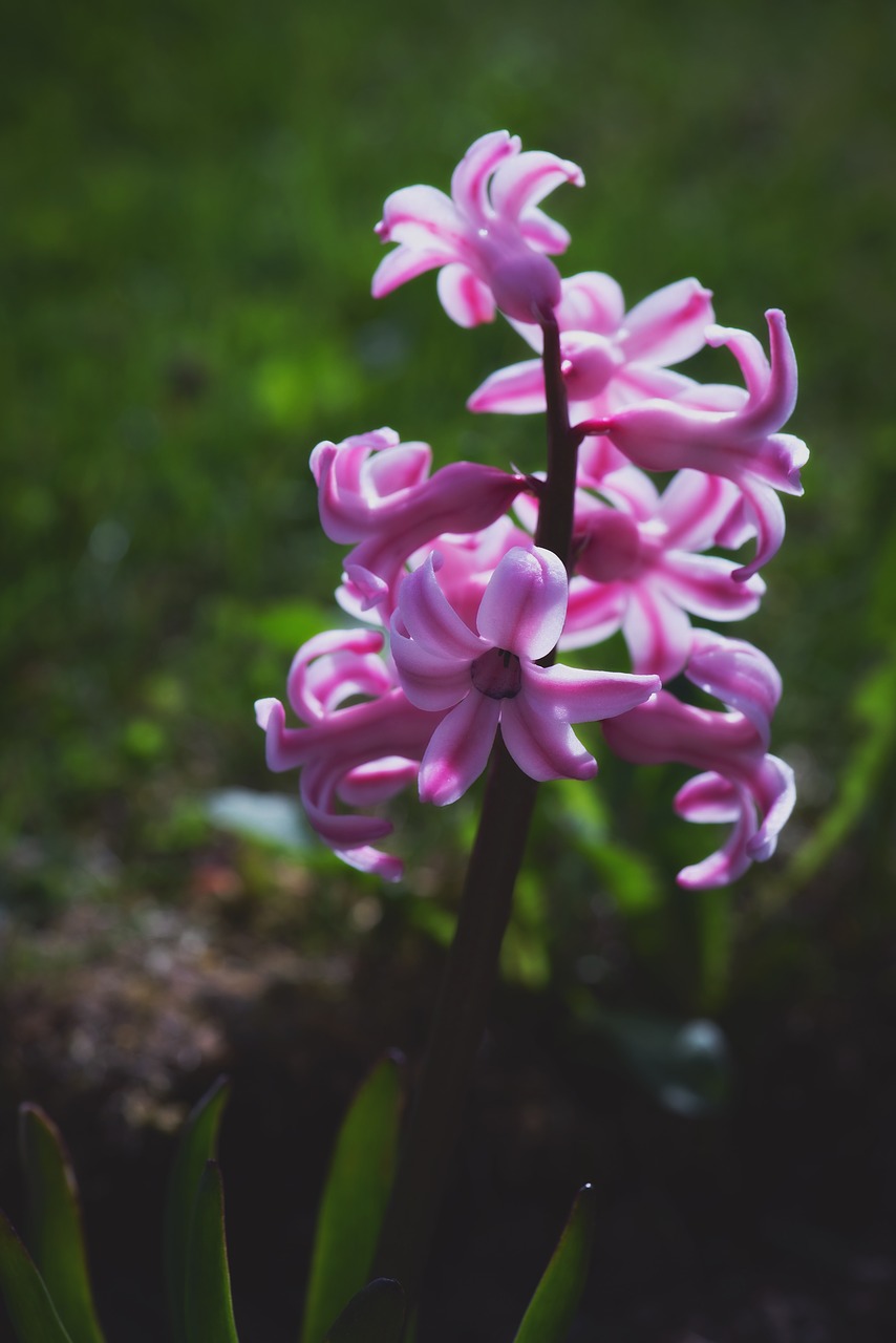 hyacinth  flower  blossom free photo