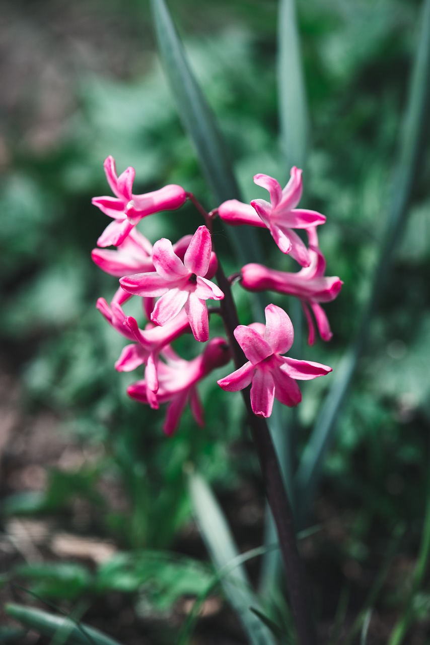 hyacinth  pink  flower free photo