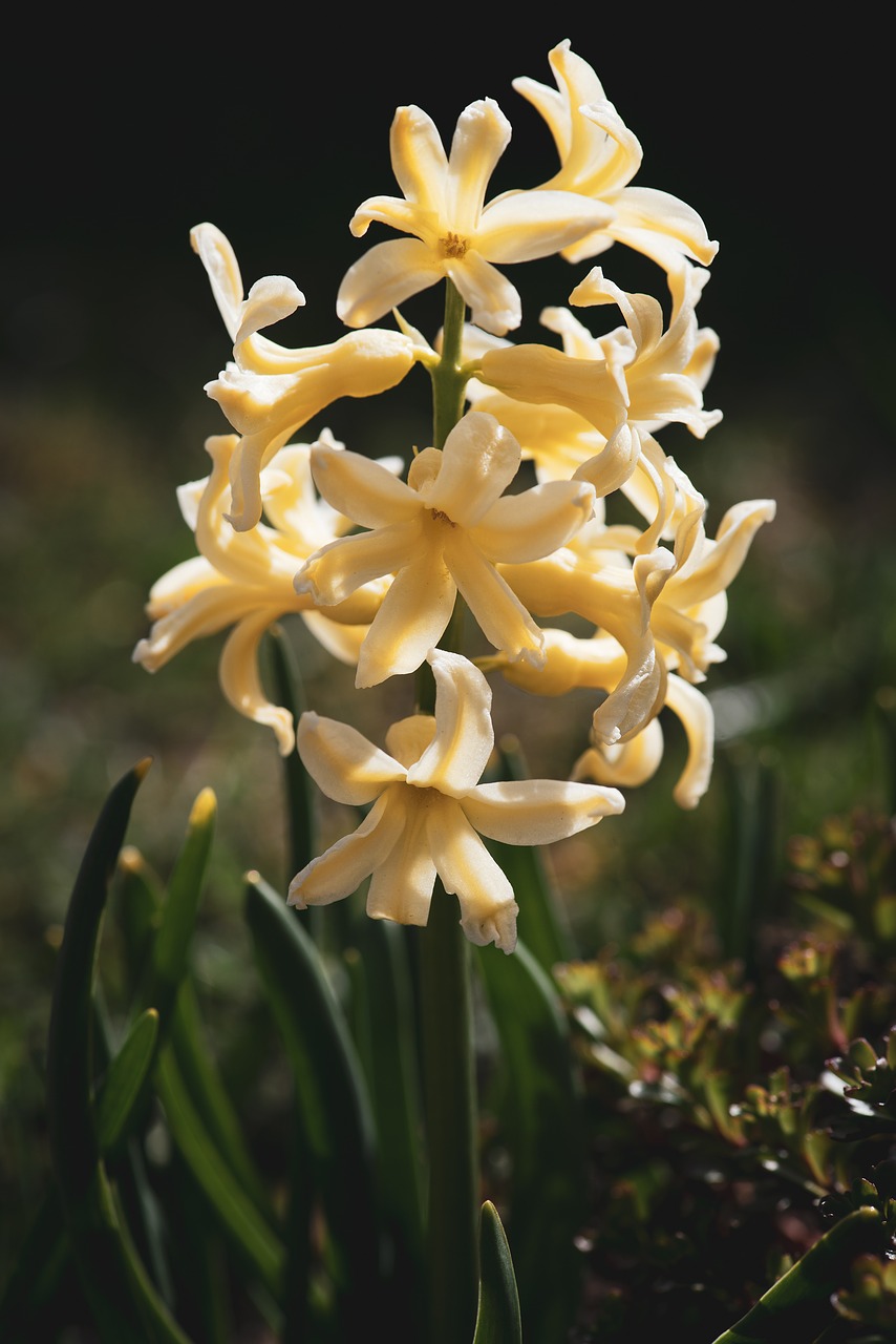 hyacinth  yellow  spring free photo