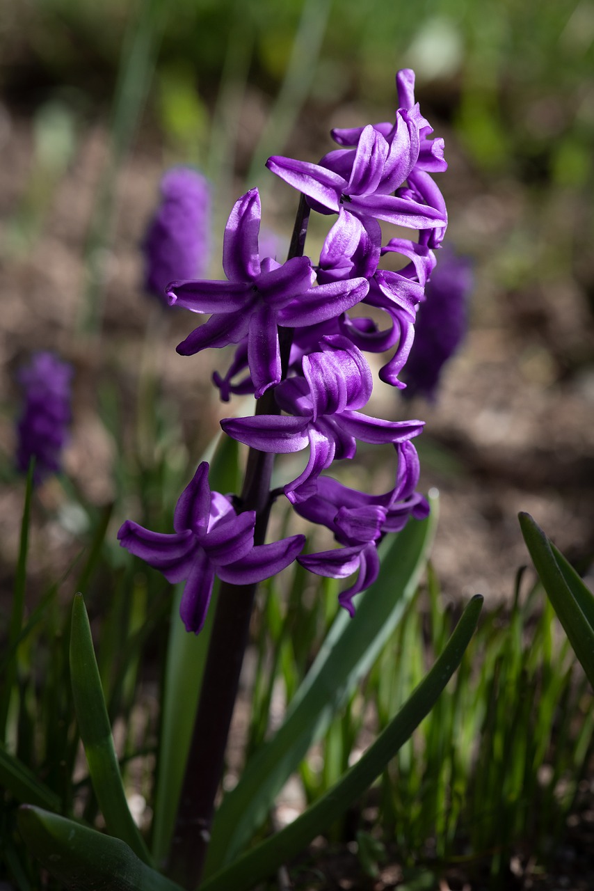 hyacinth  purple  violet free photo