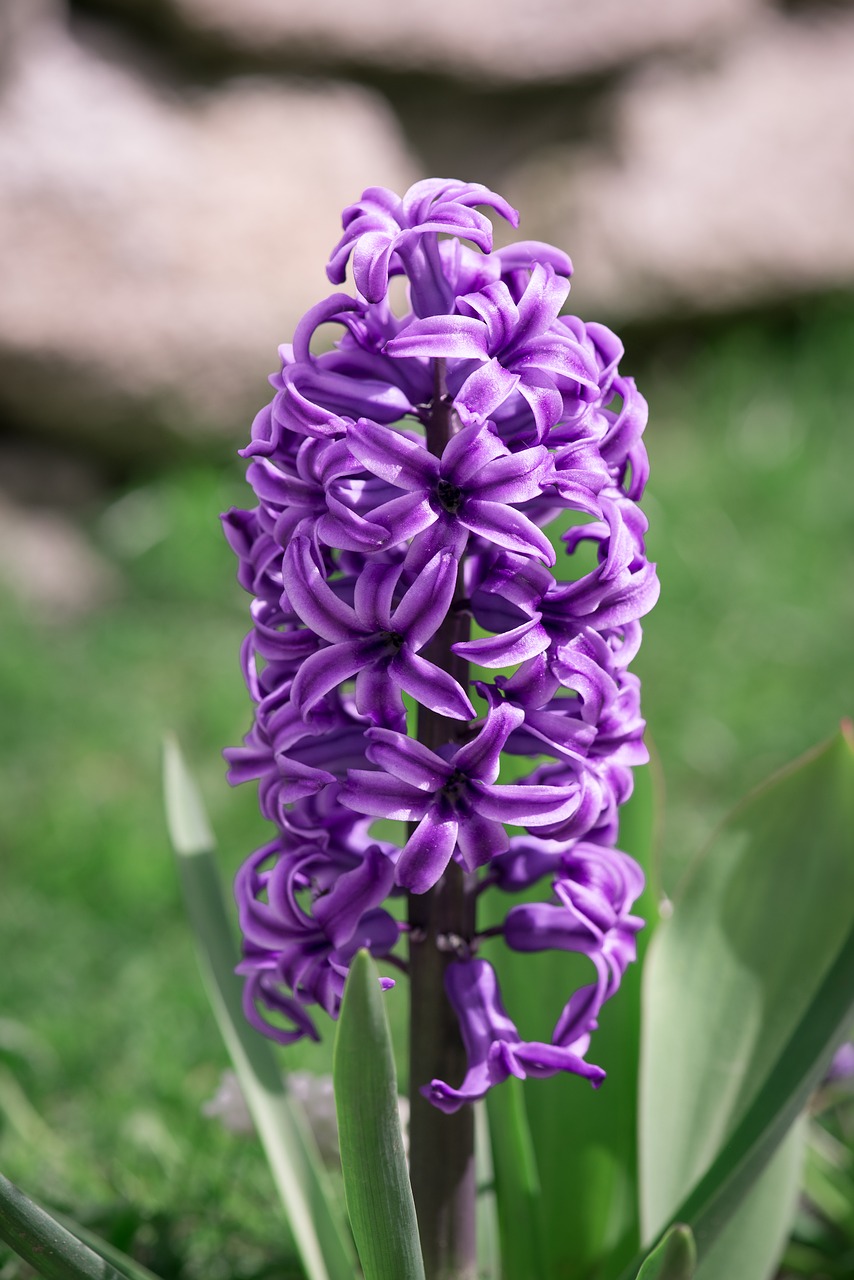 hyacinth  purple  violet free photo