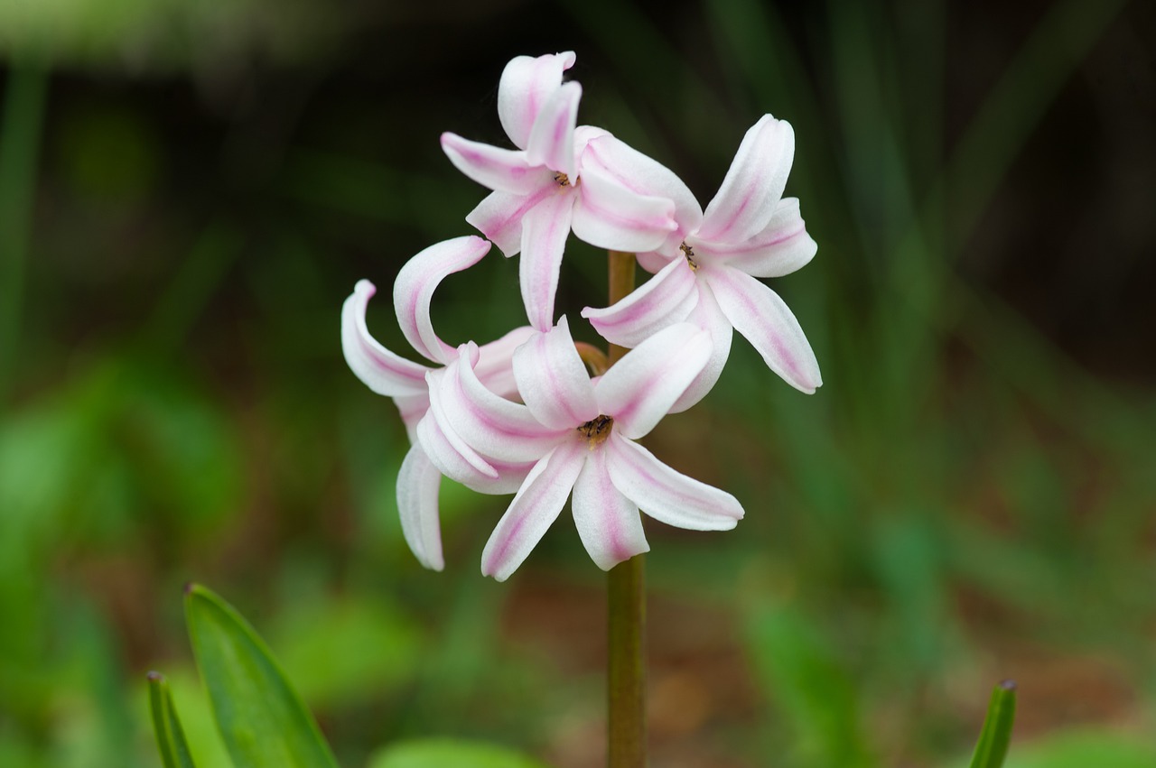 hyacinth  flower  bloom free photo